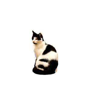 A Serene Black And White Cat Sits On A Garden Path Amid Vibrant Flowers. 18323 - Cat PNG image with transparent background